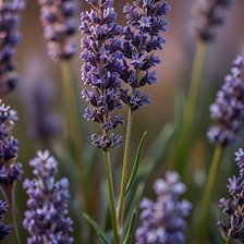 Cross stitch pattern: #2963484