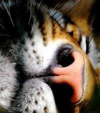 Cross stitch pattern: #2964244