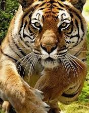 Cross stitch pattern: #2964559