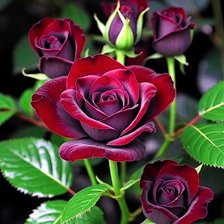 Cross stitch pattern: #2966643