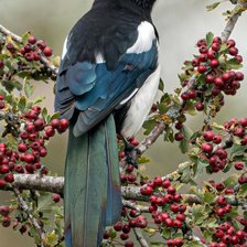 Cross stitch pattern: #2966925