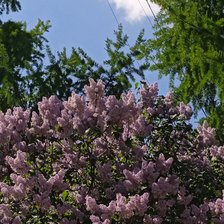 Cross stitch pattern: #2967061