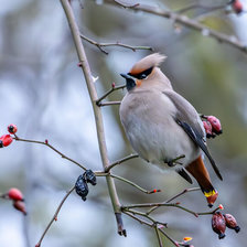 Cross stitch pattern: #2969605