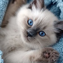 Cross stitch pattern: #2969799