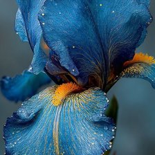 Cross stitch pattern: #2970150