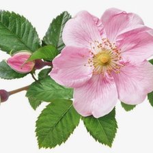 Cross stitch pattern: #2970155