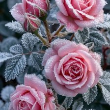 Cross stitch pattern: #2970909