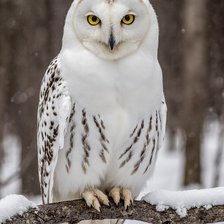 Cross stitch pattern: #2971203