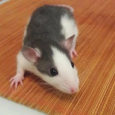 Cross stitch pattern: #2974320