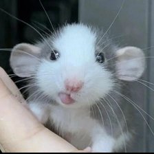 Cross stitch pattern: #2974450