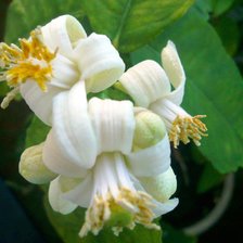 Cross stitch pattern: #2975433