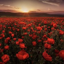 Cross stitch pattern: #2976572