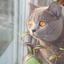 Cross stitch pattern: #2978128