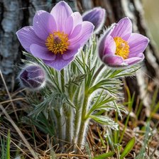 Cross stitch pattern: #2978584