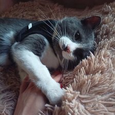 Cross stitch pattern: #2979105