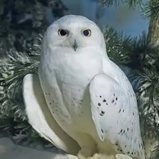 Cross stitch pattern: #2980373