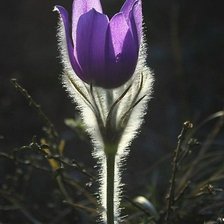 Cross stitch pattern: #2981637