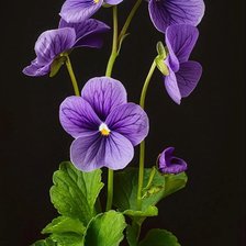 Cross stitch pattern: #2982083