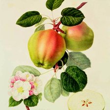 Cross stitch pattern: #2982409