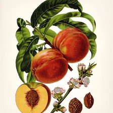 Cross stitch pattern: #2982411