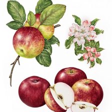 Cross stitch pattern: #2982427