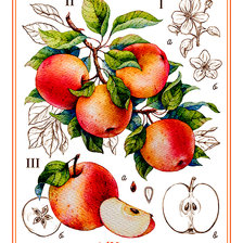 Cross stitch pattern: #2982438