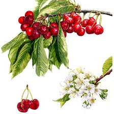 Cross stitch pattern: #2982456