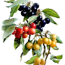 Cross stitch pattern: #2982457