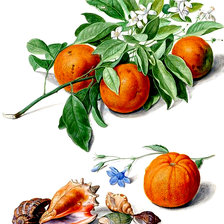 Cross stitch pattern: #2982459