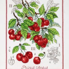 Cross stitch pattern: #2982474