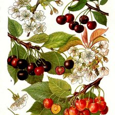 Cross stitch pattern: #2982481