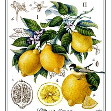 Cross stitch pattern: #2982486