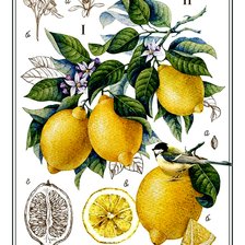 Cross stitch pattern: #2982487