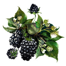 Cross stitch pattern: #2982869