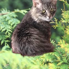 Cross stitch pattern: #2983139