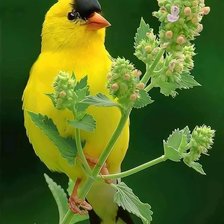 Cross stitch pattern: #2983520