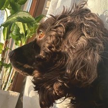 Cross stitch pattern: #2984067