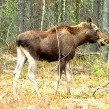 Cross stitch pattern: #2984818