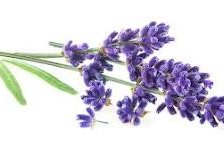 Cross stitch pattern: #2984873