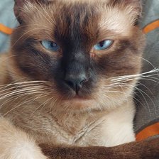 Cross stitch pattern: #2985752