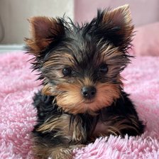 Cross stitch pattern: #2986130