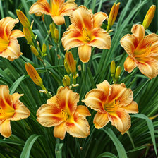 Cross stitch pattern: #2986141