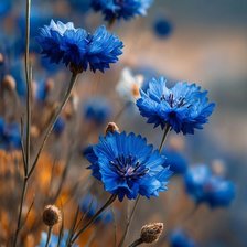 Cross stitch pattern: #2987538