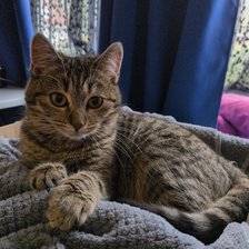 Cross stitch pattern: #2988625