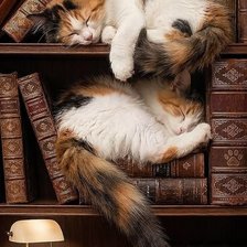 Cross stitch pattern: #2988914