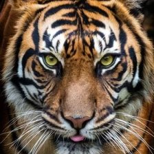 Cross stitch pattern: #2996119