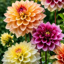 Cross stitch pattern: #2996444
