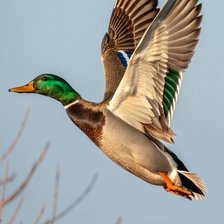 Cross stitch pattern: #2996470