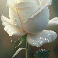 Cross stitch pattern: #3000721