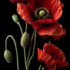Cross stitch pattern: #3003886